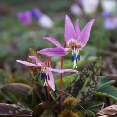Erythronium dens-canis 'Purple King'