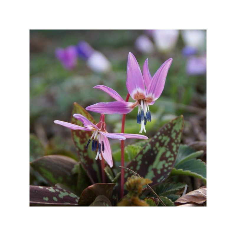 Erythronium dens-canis 'Purple King'