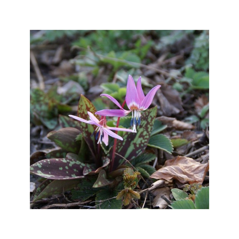Erythronium dens-canis 'Purple King'