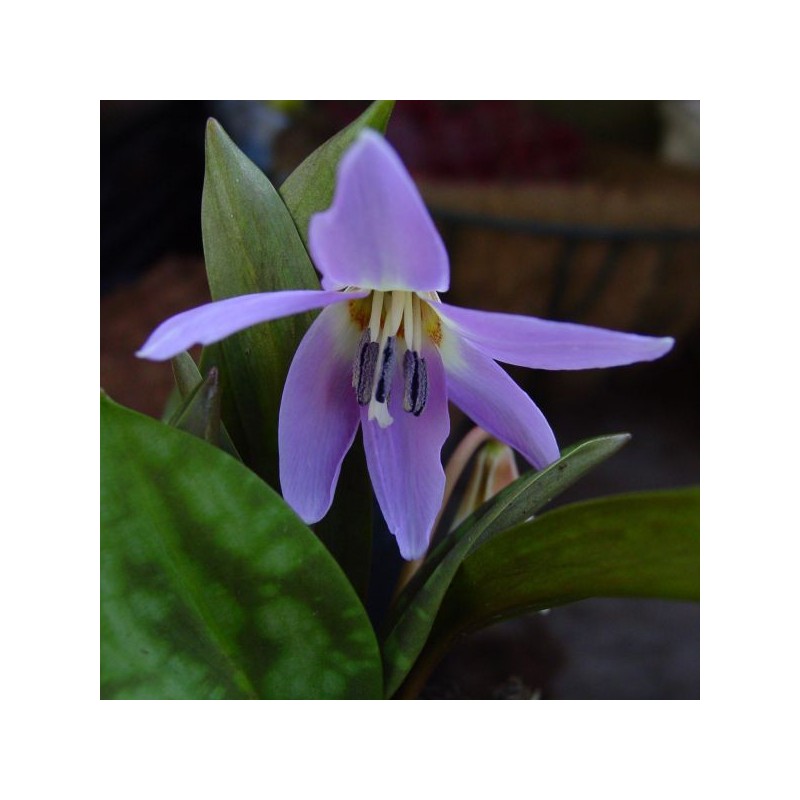 Erythronium dens-canis 'Rose Queen'