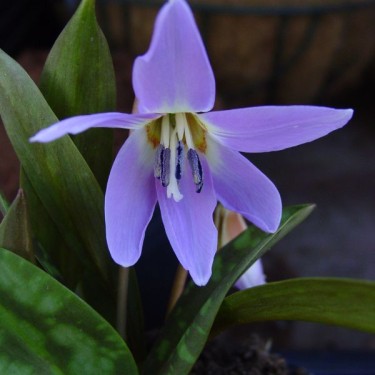 Erythronium dens-canis 'Rose Queen'