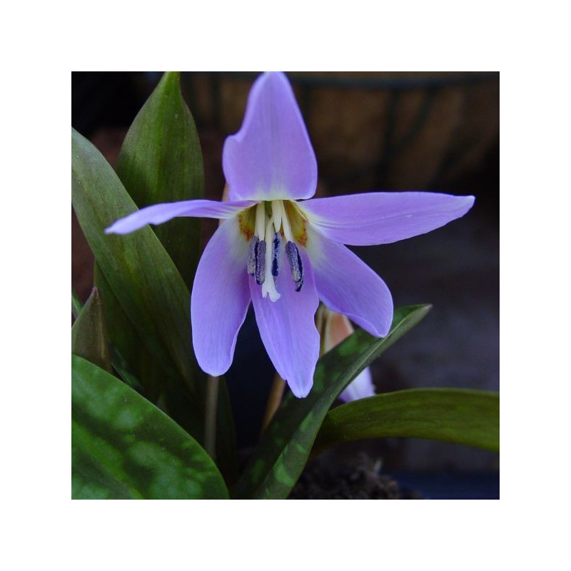 Erythronium dens-canis 'Rose Queen'