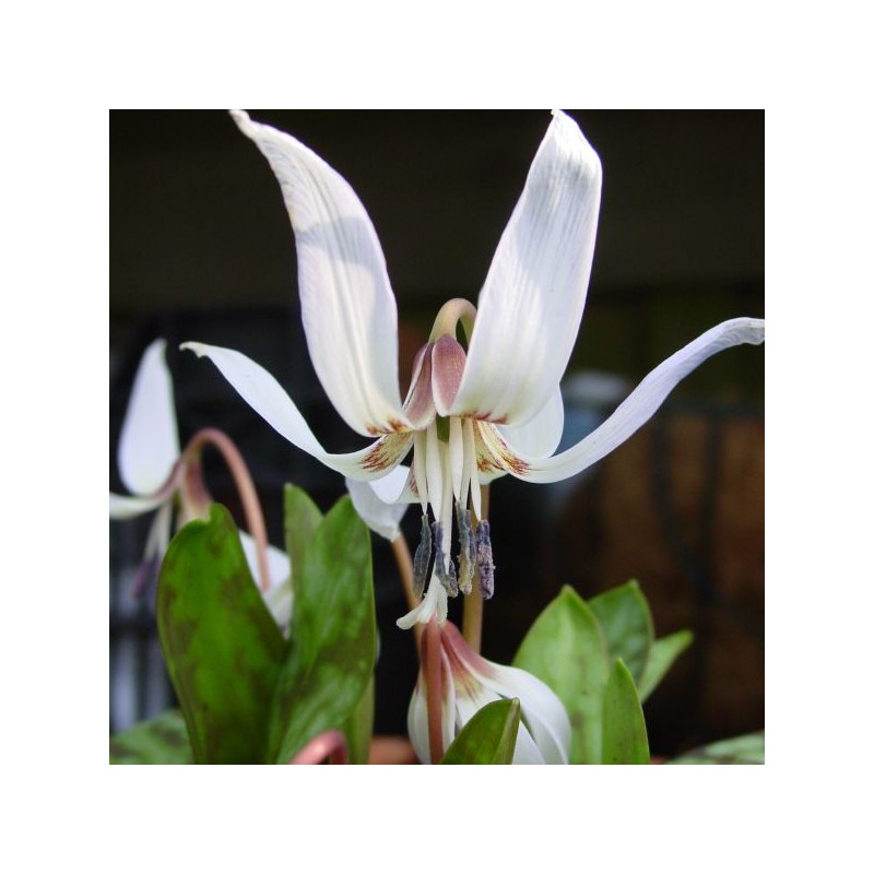 Erythronium dens-canis 'Snowflake'