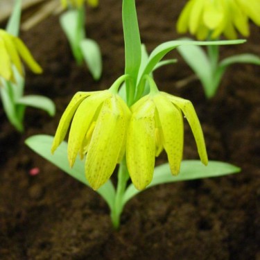 Fritillaria 'Golden Flag'
