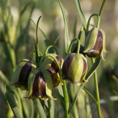 Fritillaria acmopetala