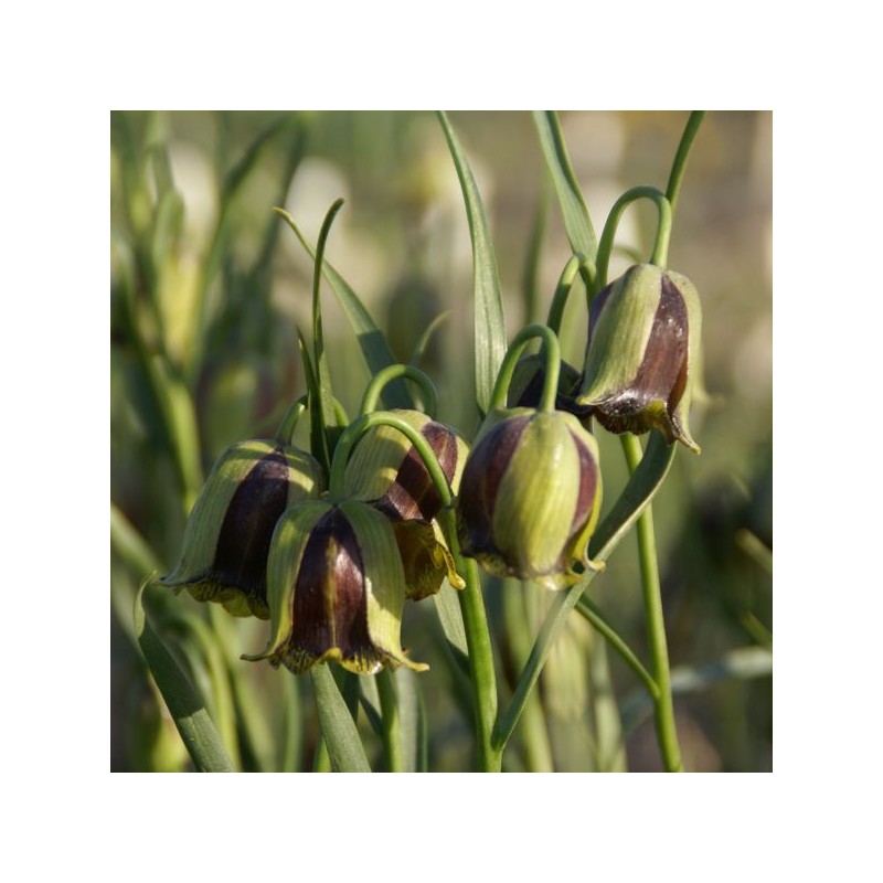 Fritillaria acmopetala