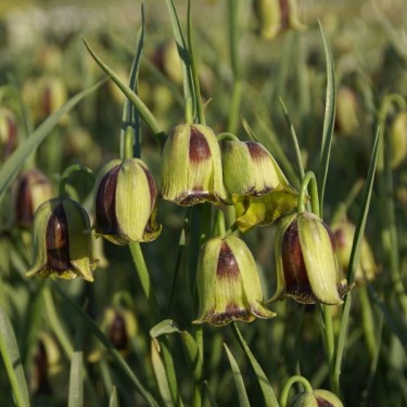 Fritillaria acmopetala