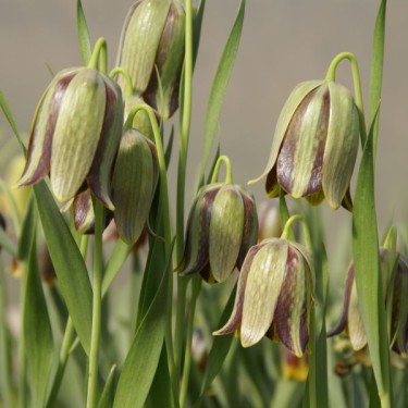 Fritillaria amana