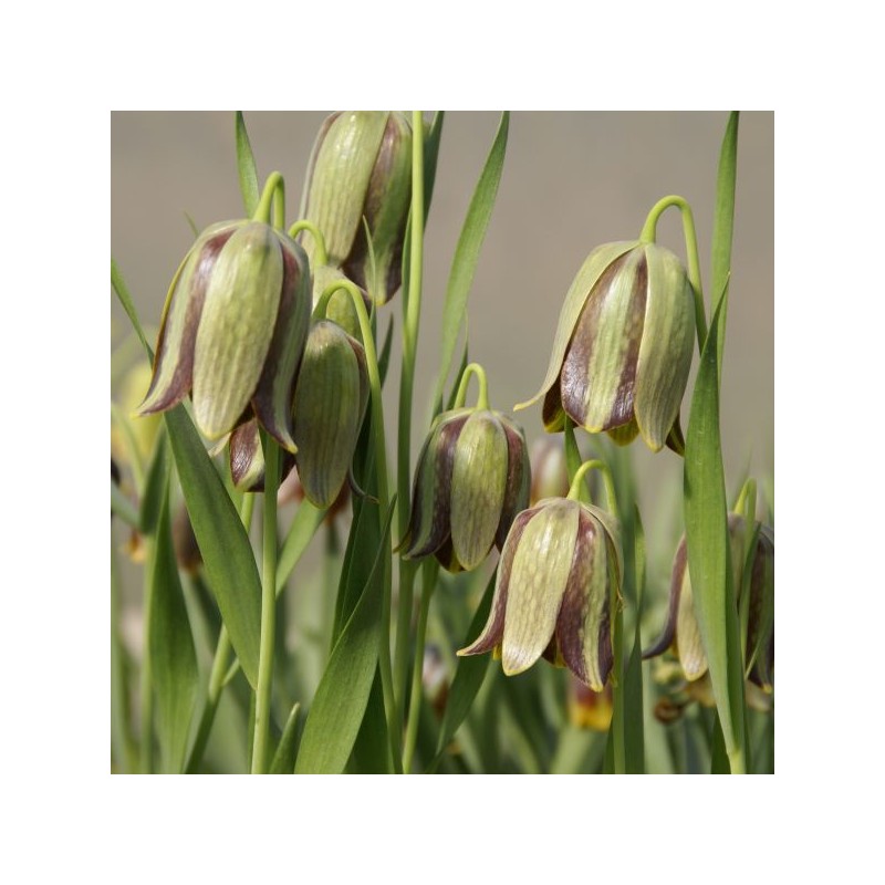 Fritillaria amana Fritillaria amana