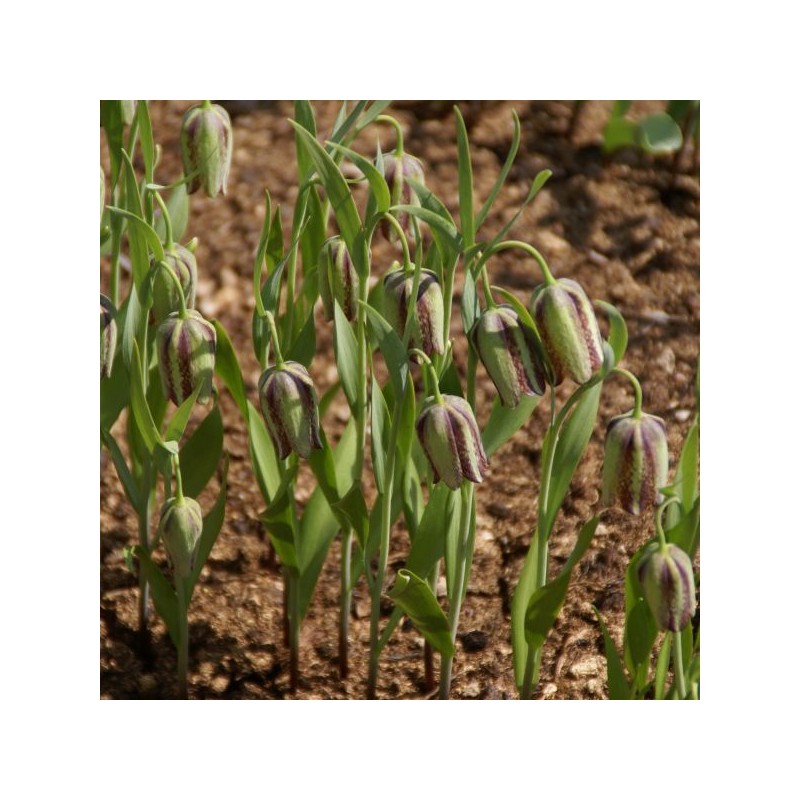 Fritillaria amana Fritillaria amana