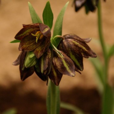 Fritillaria biflora