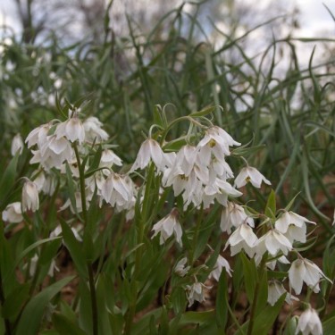 Fritillaria bucharica 'Nurek Giant'