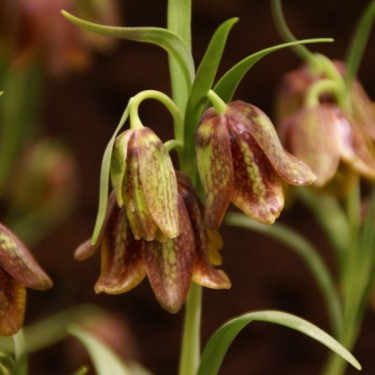 Fritillaria davisii