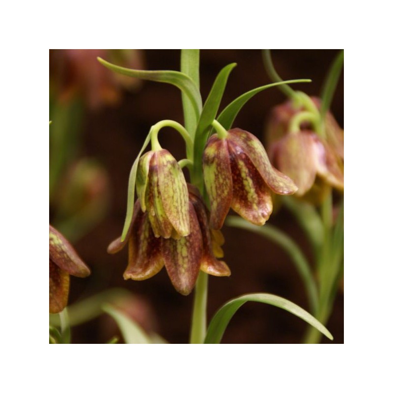Fritillaria davisii