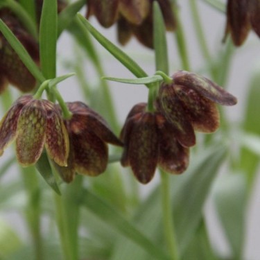 Fritillaria davisii