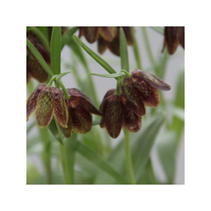 Fritillaria davisii