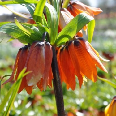 Fritillaria eduardii var. inodora