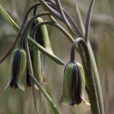Fritillaria elwesii