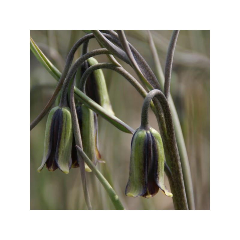 Fritillaria elwesii