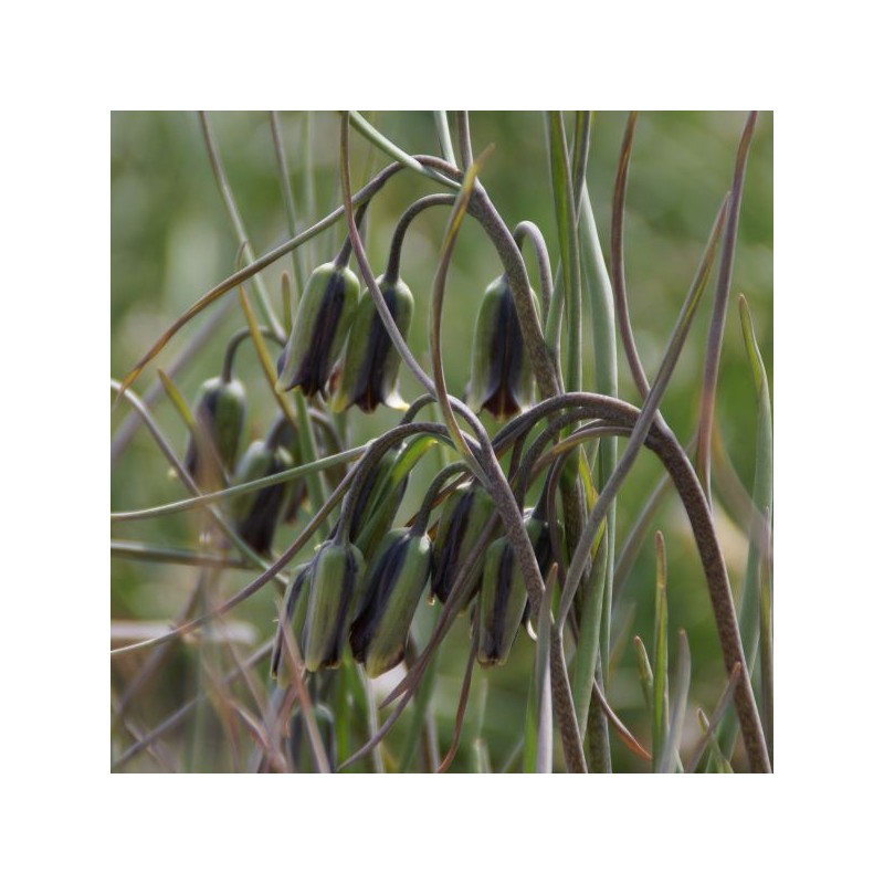 Fritillaria elwesii