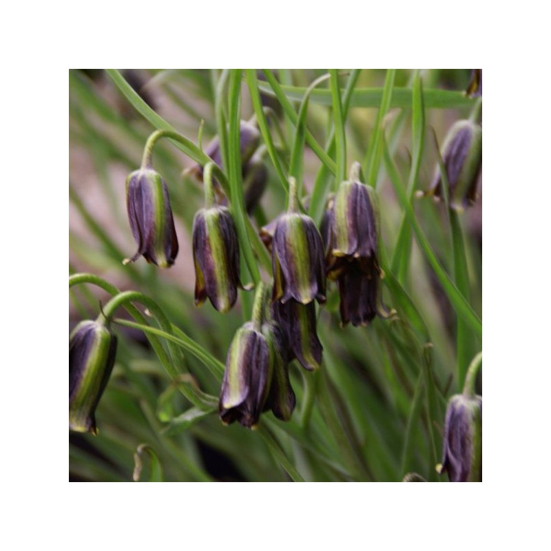 Fritillaria elwesii