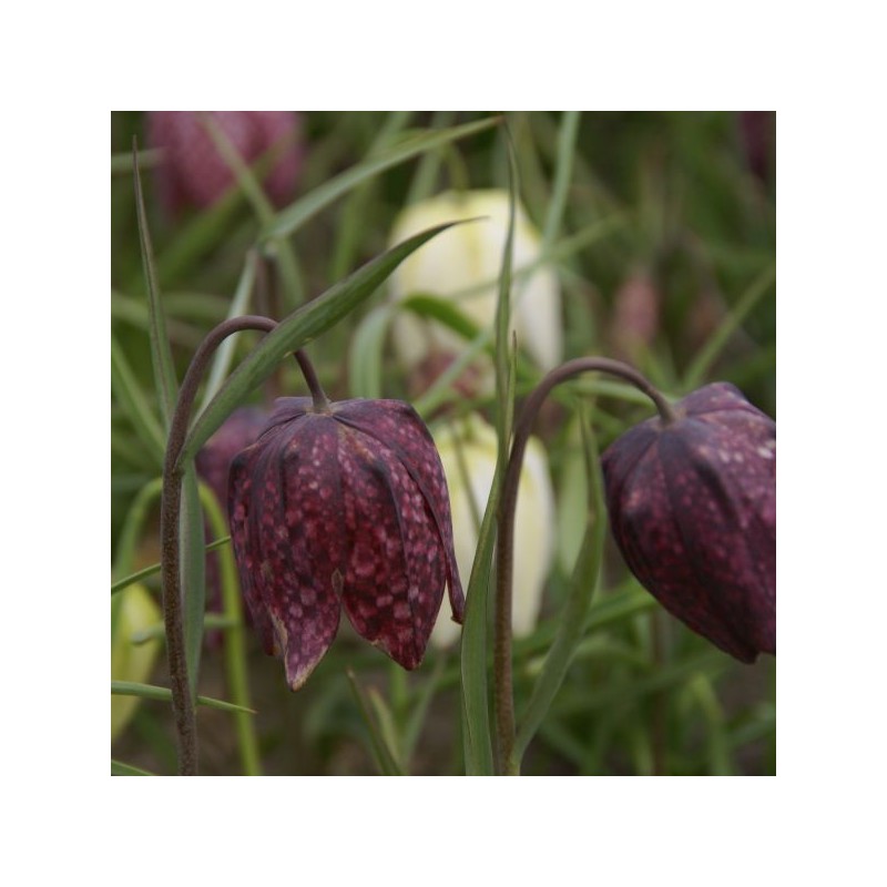 Fritillaria meleagris