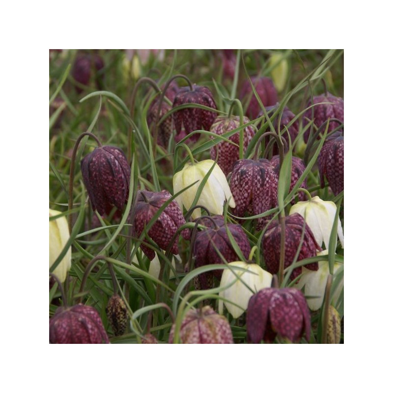 Fritillaria meleagris