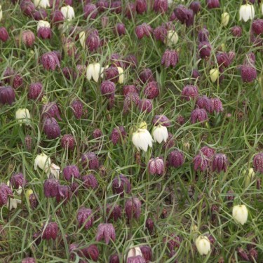 Fritillaria meleagris