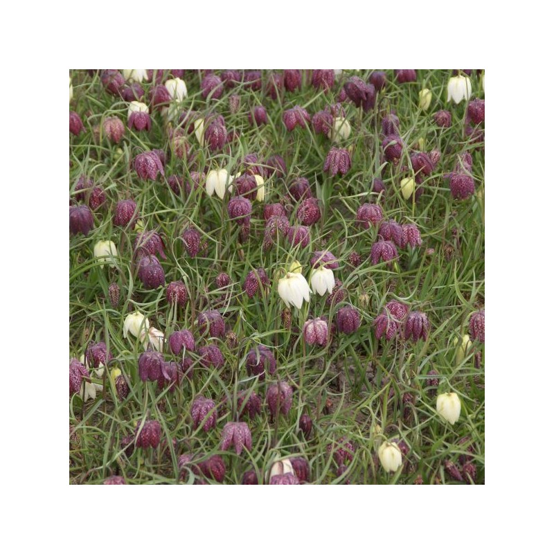 Fritillaria meleagris