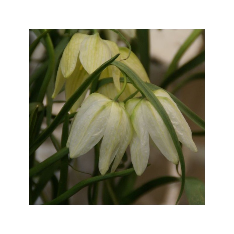 Fritillaria meleagris 'Alba'