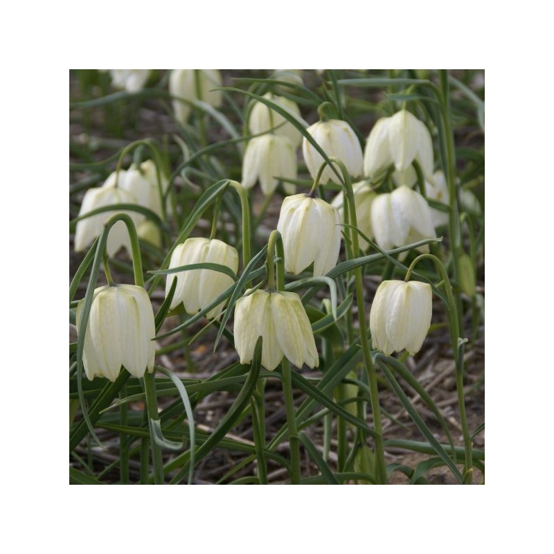Fritillaria meleagris 'Alba'