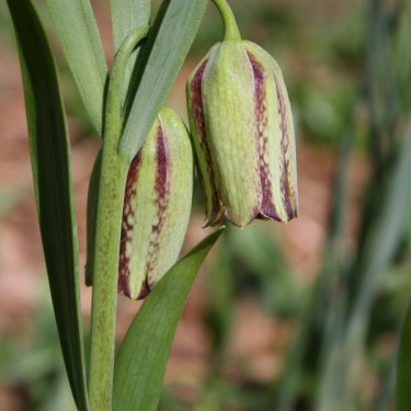 Fritillaria messanensis subsp. gracilis
