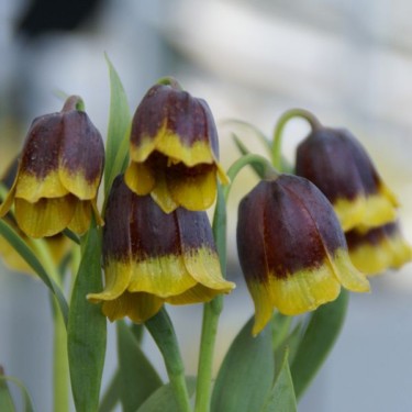 Fritillaria michailovskyi
