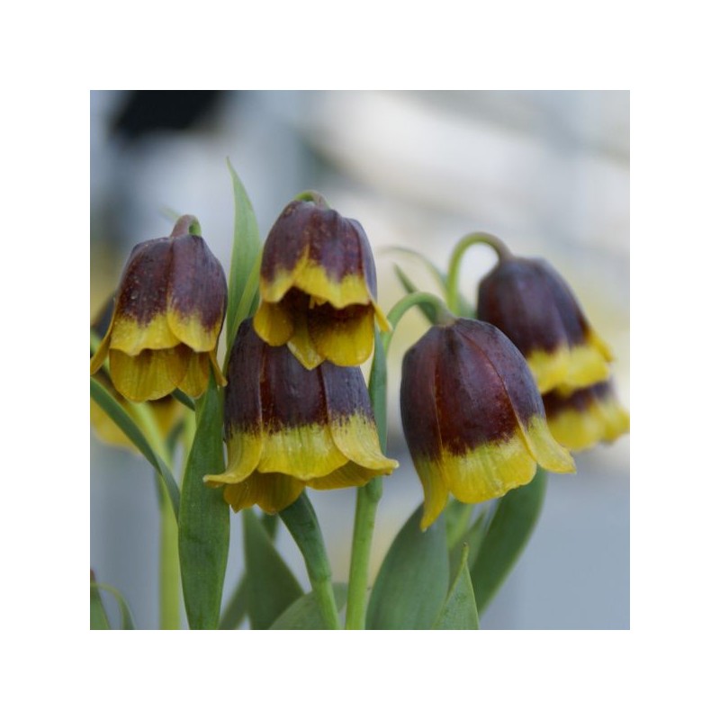Fritillaria michailovskyi