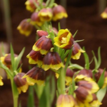 Fritillaria michailovskyi