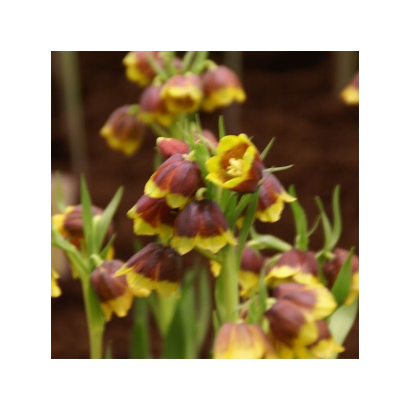 Fritillaria michailovskyi