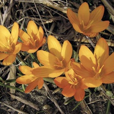 Crocus olivieri subsp. balansae