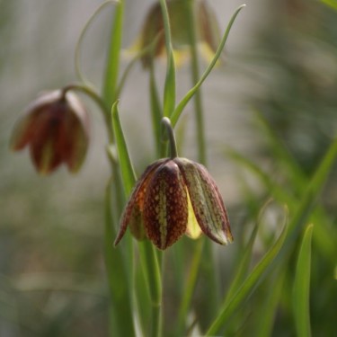 Fritillaria montana Fritillaria montana