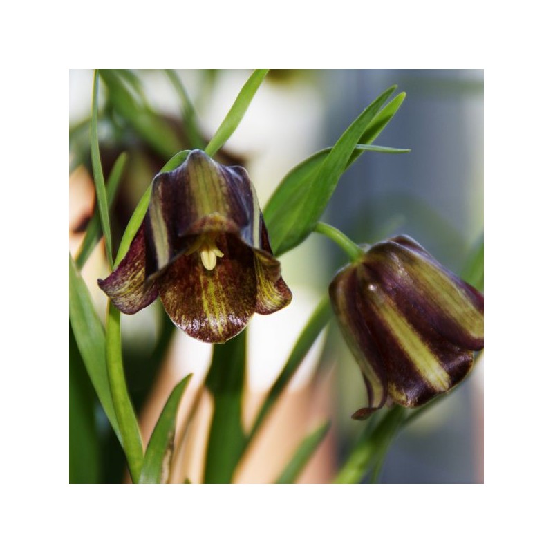 Fritillaria olivieri
