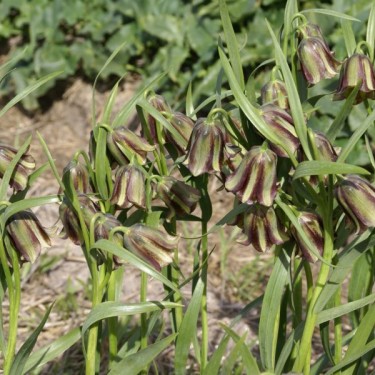 Fritillaria olivieri