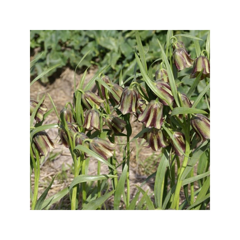 Fritillaria olivieri