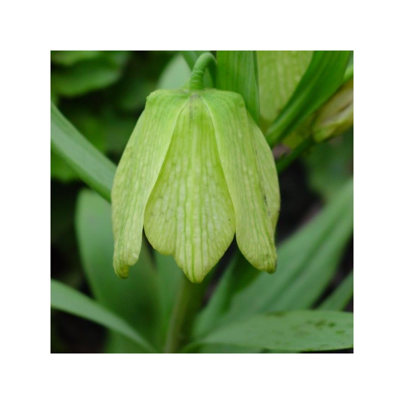 Fritillaria pallidiflora