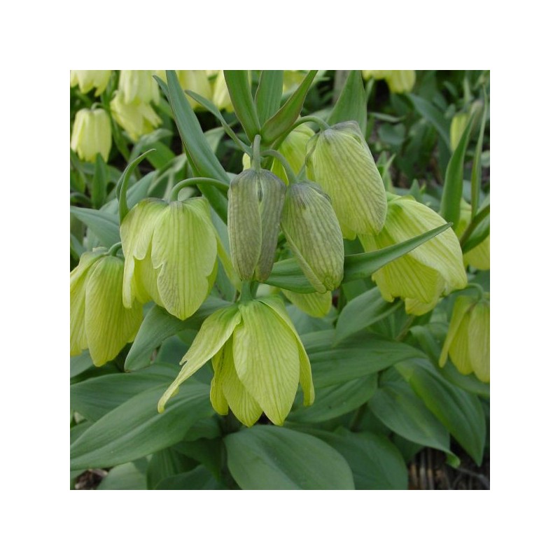 Fritillaria pallidiflora