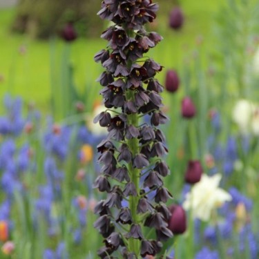 Fritillaria persica
