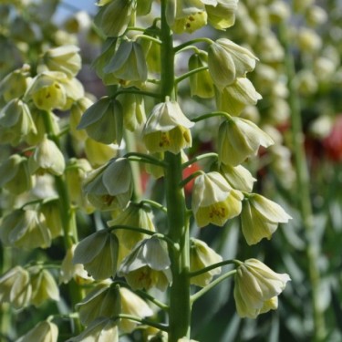 Fritillaria persica 'Ivory Bells'