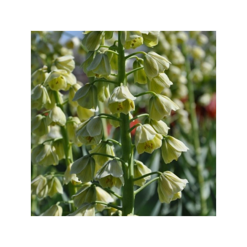 Fritillaria persica 'Ivory Bells'