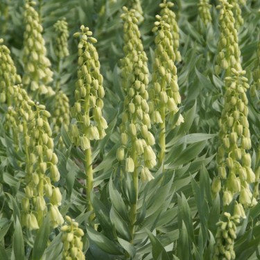 Fritillaria persica 'Ivory Bells'