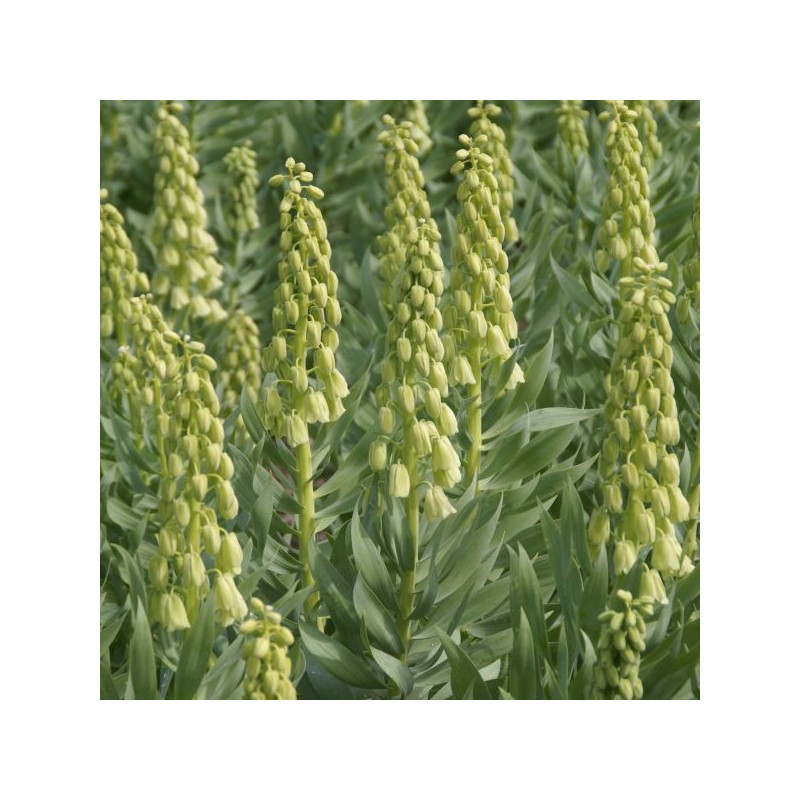 Fritillaria persica 'Ivory Bells'