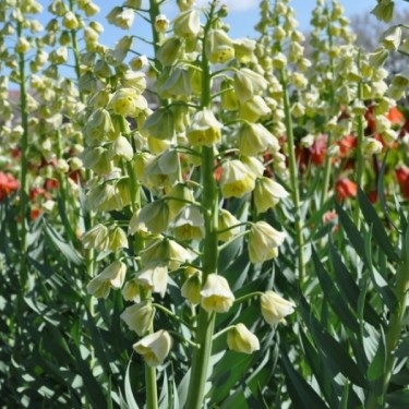 Fritillaria persica 'Ivory Bells'