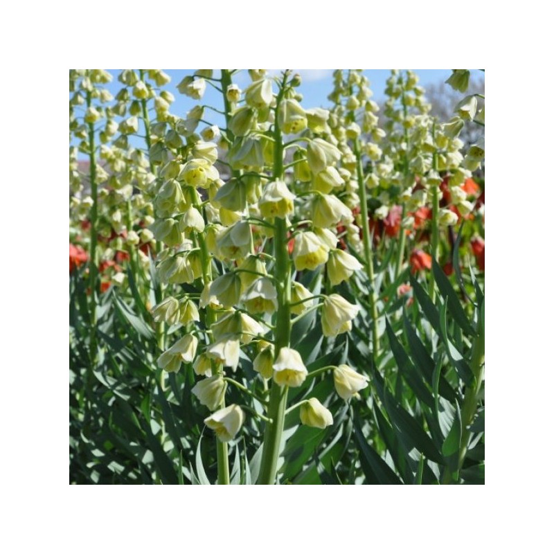 Fritillaria persica 'Ivory Bells'